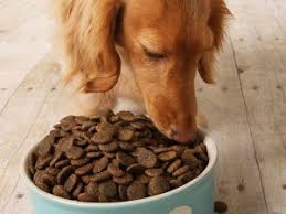 How much should you feed? How Much Should You Feed Your Dog Petfinder