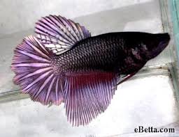 Purple Copper Female Betta Fish Betta Fish Tank Betta Fish Betta Aquarium