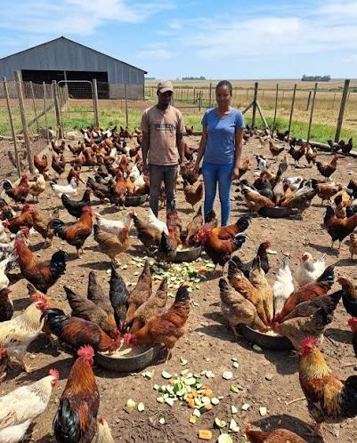 How Smart Poultry Farmers Turn Small Chicken Farms Into Big Profitable  Businesses Smart poultry farmers turn small chicken farms into big  profitable businesses by focusing on steady growth, strong management, and  reinvestment