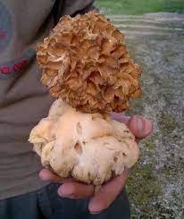 Quand vous accélérez à fond, le pneu ar. Des Morilles De Plus De 500 Grammes Trouvees En Dordogne