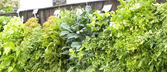 Hanging vegetable garden ideas 9. Growing Hanging Baskets And Containers Thompson Morgan