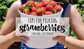 Maybe you would like to learn more about one of these? Tips For Picking Strawberries Carlsbad California Family Travel Brie Brie Blooms
