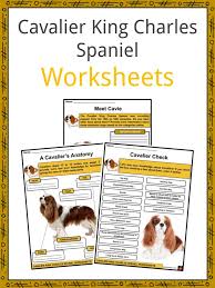 Check spelling or type a new query. Cavalier King Charles Spaniel Facts Worksheets For Kids