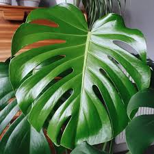 New Year New Leaf This Is The Largest Yet On Our Monstera In 2020 Plant Leaves Plant Life Plant Lover