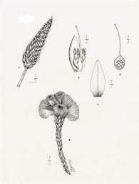 Image result for Celosia stuhlmanniana