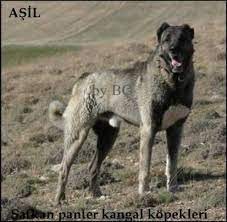 satilik safkangal kangal kopekleri