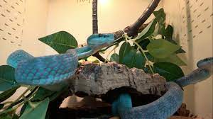 We did not find results for: Blue Insular Pit Vipers Youtube