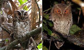 May 18, 2021 · scientists observed rare owls with bright orange eyes(otus brookii) 18 may 2021 robert howell on components suitable for microbial survival have been found beneath the surface of mars Rare Orange Eyed Owl Species Not Seen For Almost 125 Years Is Spotted In Malaysia Daily Mail Online