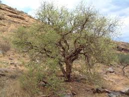 Image result for Commiphora caerulea