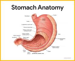 Check spelling or type a new query. Digestive System Anatomy And Physiology Nurseslabs