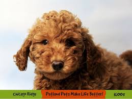 If you are unable to find your companion in our dogs for adoption sections, please consider looking thru the directory of rescue organizations, to see if they have any current dogs for adoption listings. Labradoodle Puppies Petland Chicago Ridge