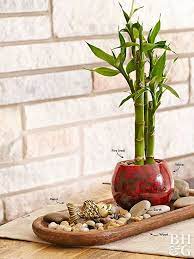 Have The Most Peaceful Home Ever With This Bamboo Plant Bamboo Plant Decor Lucky Bamboo Decor Lucky Bamboo Plants