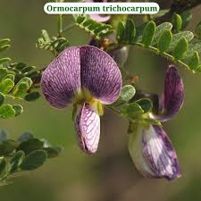Image result for Ormocarpum