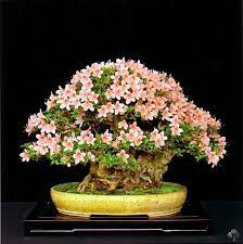 However, the care for bonsai trees needs to be different from traditional trees and potted indoor plants. Flowering Bonsai Bonsai Empire