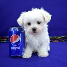 74,319 likes · 198 talking about this · 54 were here. Miniature Maltese Puppies For Sale Usa Canada Australia Uk 50