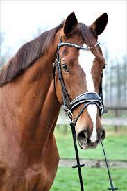 pin von arbel auf horses in 2021 pferde