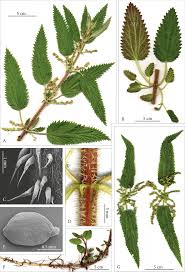 Image result for Urtica
