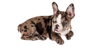 Merle frenchies and all colors. Rare Or Exotic Puppies Signal Red Flags Aspca