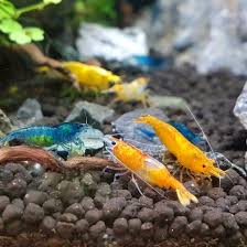 Shrimp Tank In 2020 Shrimp Tank Betta Fish Nano Aquarium