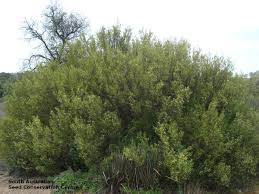 Image result for Striga linearifolia