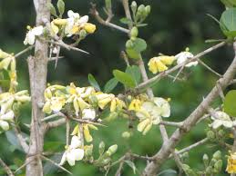 Image result for Catunaregam obovata