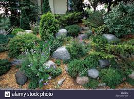 Juniper In Rock Garden Google Search Rock Garden Japanese Garden Garden