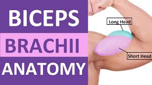 Certain directional anatomical terms appear throughout this and any other anatomy textbook (figure 1.13). 7calrc7ozsnkym