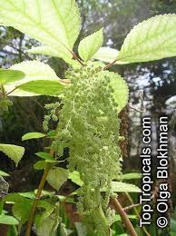 Image result for Boehmeria macrophylla