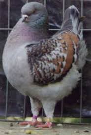 Modena Pigeon Information