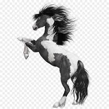 Maybe you would like to learn more about one of these? Mustang American Paint Horse Vollblutaraber Weiss Schwarz Pferd Png Freepngimg Png Herunterladen 2896 2896 Kostenlos Transparent Pferd Png Herunterladen