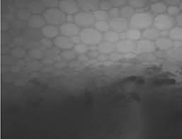 Image result for Rytigynia umbellulata