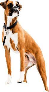 For most owners, we understand that you are learning while your dog does. Minnesota Dog Training Neuman K 9 Academy