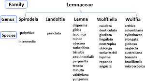 Image result for Wolffiella repanda