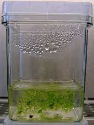 Image result for Aldrovanda