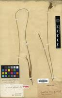 Image result for Fimbristylis madagascariensis