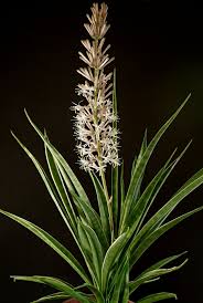 Image result for Sansevieria parva