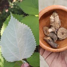 Image result for Boehmeria nivea