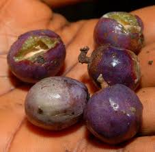 Image result for Pseudospondias