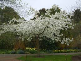 Favorite flowering tree picks for bright color and reliable performance by denise kelly. Great White Flowering Cherry Trees For Sale Online View Now