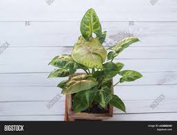 Download and enjoy fresh &amp; House Plant Aglaonema Image Photo Free Trial Bigstock