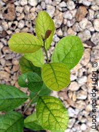 Image result for Ehretia obtusifolia