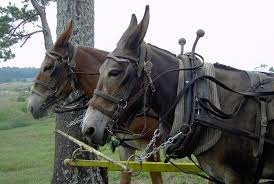 Need Your Expertise Draft Mules Composition Draft Mule Beautiful Horses Horses