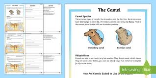 Camels have an important role in the lives of human beings, especially in arid regions, due to their multipurpose role and unique ability to adapt to harsh in spite of its enormous economic, cultural, and biological importance, the camel genome has not been widely studied. Camel Differentiated Reading Comprehension Activity