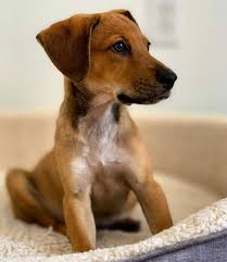 While if this gene is transmitted in a less amount, then a lab with a chocolate color coat is born. Should I Get An Energetic Lab Hound Mix Dog K9 Web
