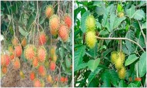 Download lagu gula batu mp3 gratis, free download gula batu lagu mp3 terbaru di metrolagu. Rambutan Nephelium Lappaceum Sciencedirect