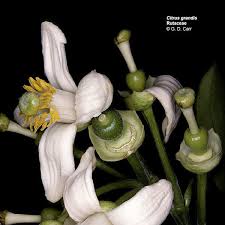 Image result for Rutaceae