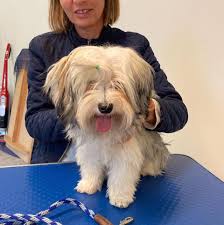 We did not find results for: Havanese Puppies For Sale Home Facebook