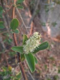 Image result for Phytolacca dodecandra