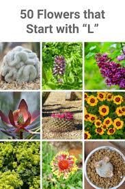 We did not find results for: 45 Flowers That Start With L Plant Identification Flowers List Of Flowers
