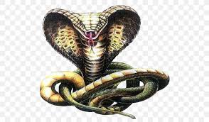 Snakes Indian Cobra Drawing Sketch Png 536x480px Snakes Cobra Cobras Colubridae Drawing Download Free Almost files can be used for commercial. snakes indian cobra drawing sketch png